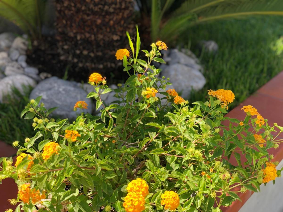 Invilla Bed&Breakfast - Quality Rooms Santa Maria di Castellabate Bagian luar foto